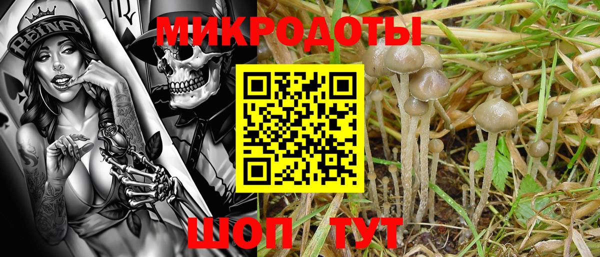 Псилоцибиновые грибы GOLDEN TEACHER  Вход с VPN  купить наркоту  Бердск 